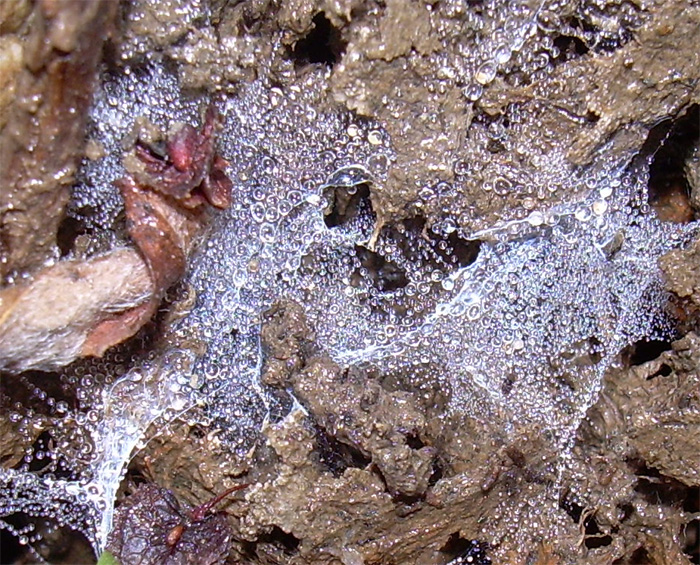 Tela di perle